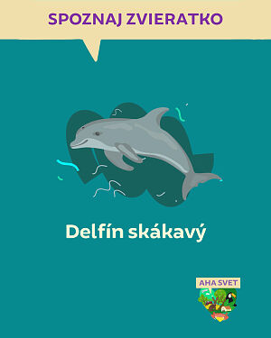 Detská kniha AHA svet: Delfín skákavý. Spoznaj zvieratko