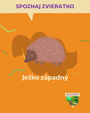 Detská kniha AHA svet: Ježko západný. Spoznaj zvieratko