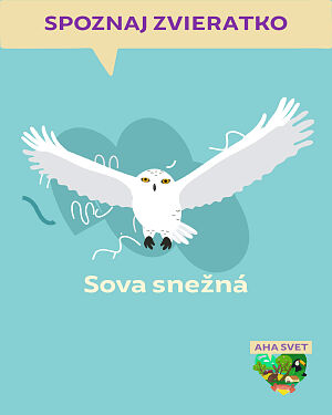 Detská kniha AHA svet: Sova snežná. Spoznaj zvieratko