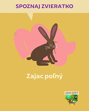 Detská kniha AHA svet: Zajac poľný. Spoznaj zvieratko